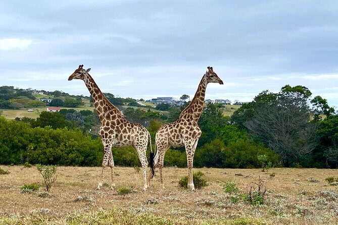 Kragga Kamma Game Drive and Scenic Coastal Tour in Port Elizabeth - Frequently Asked Questions