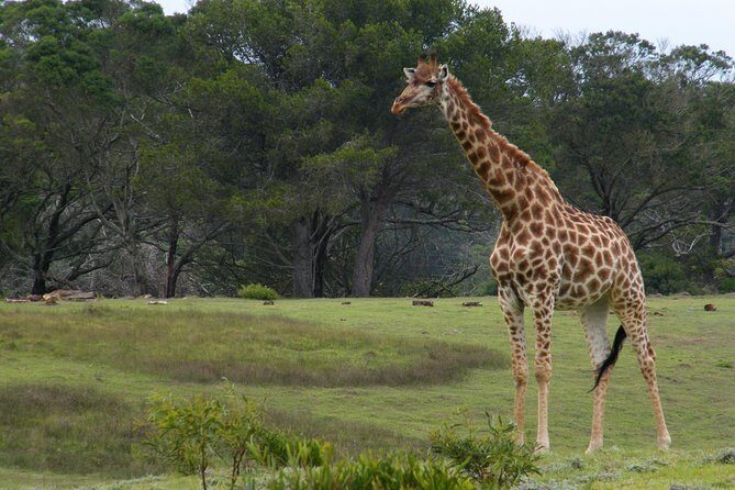 Kragga Kamma Game Park from Port Elizabeth - What Makes This Tour Stand Out?