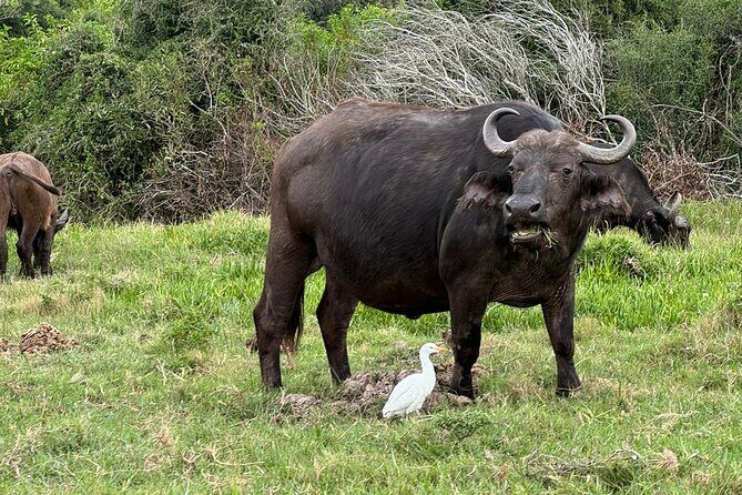 Kragga Kamma Game Park Safari Guided Tour in Port Elizabeth - What Makes This Tour Stand Out?