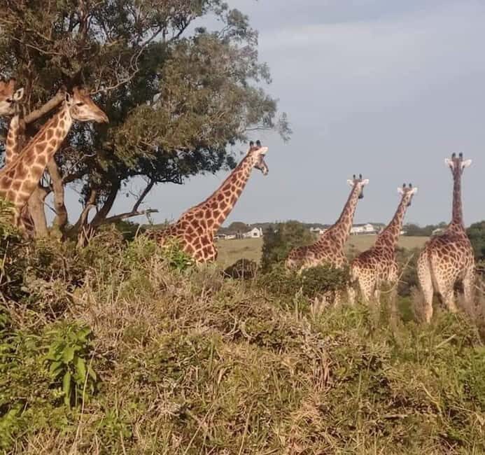 Kragga kamma private game reserve tour - Is This Tour Right for You?