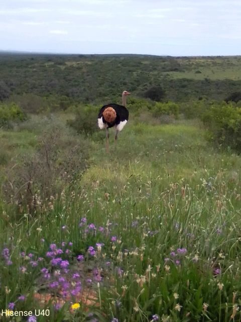 Kragga Kamma Safaris And Shore Excursions - Who Will Love This Tour?