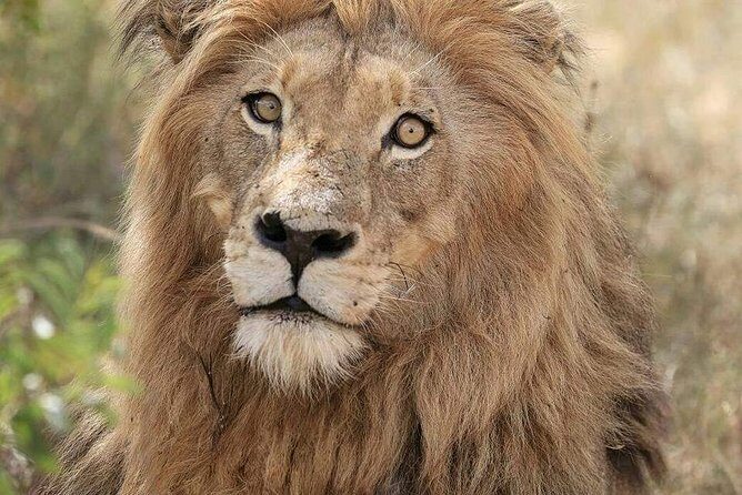 Kruger Lion Expedition with the Little Lionman Steve Kelly - Frequently Asked Questions