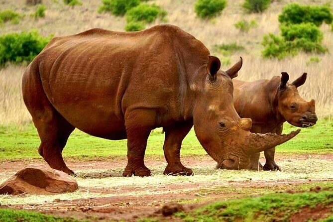 Kruger National Game Park three day PRIVATE Tour - Why This Tour Offers Great Value