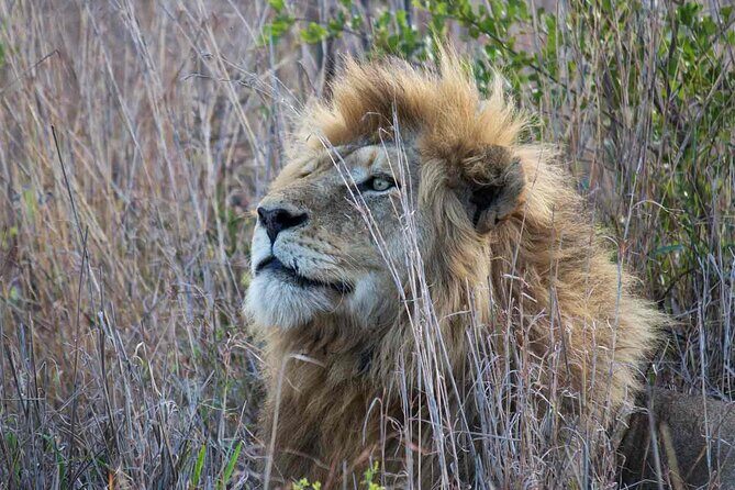Kruger National Park - 1 Day (Open Vehicle) - Authenticity and Experience Quality