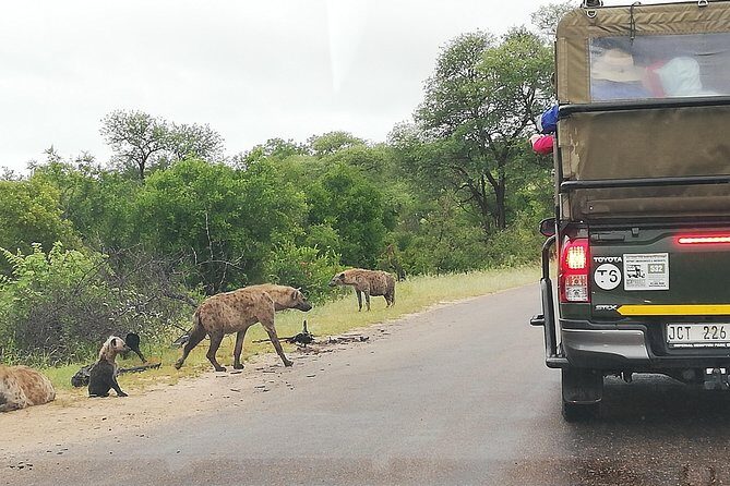 Kruger National Park 2 Days 1 Night Magical Safari from Johannesburg Private - What’s Included and What You’ll Need to Consider
