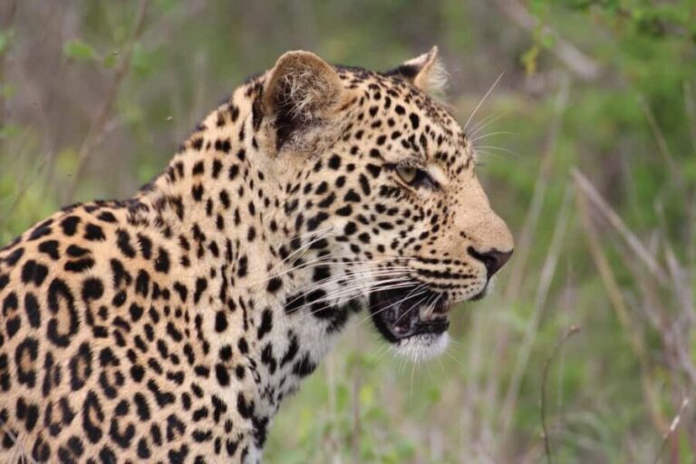 Kruger National Park: 3-Day Essence of the Kruger Safari - The Practical Details: What’s Included and What’s Not