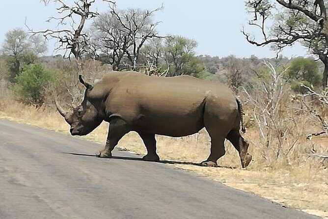 Kruger National Park. 3 Days Best Ever Safari from Cape Town - Why This Tour Offers Great Value