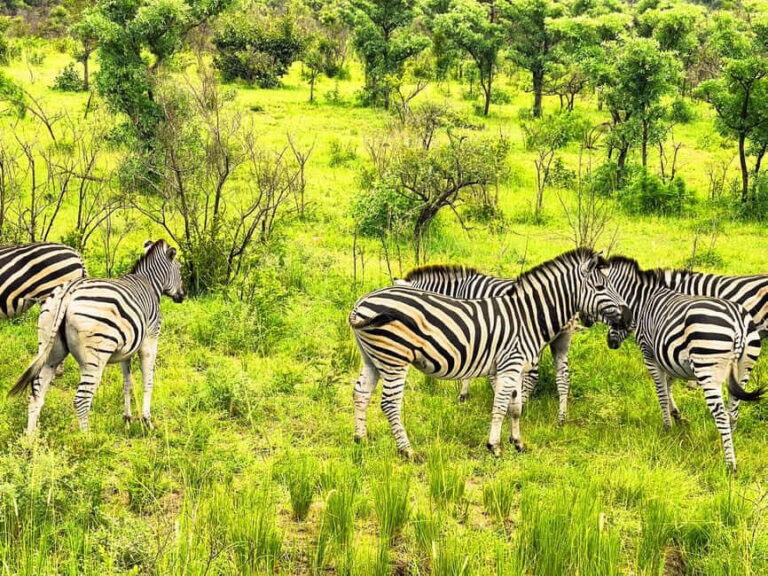 Kruger National Park 3 Days Best Ever Safari from Cape Town - The Lodges: Comfort in the Heart of Nature