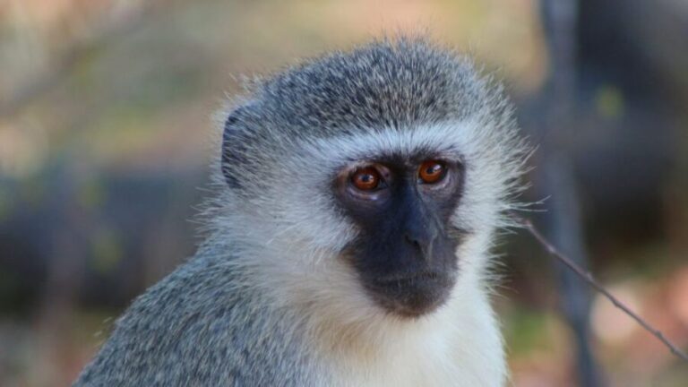 Kruger National Park: 3-Hour Walking Safari - Why This Tour Works Well