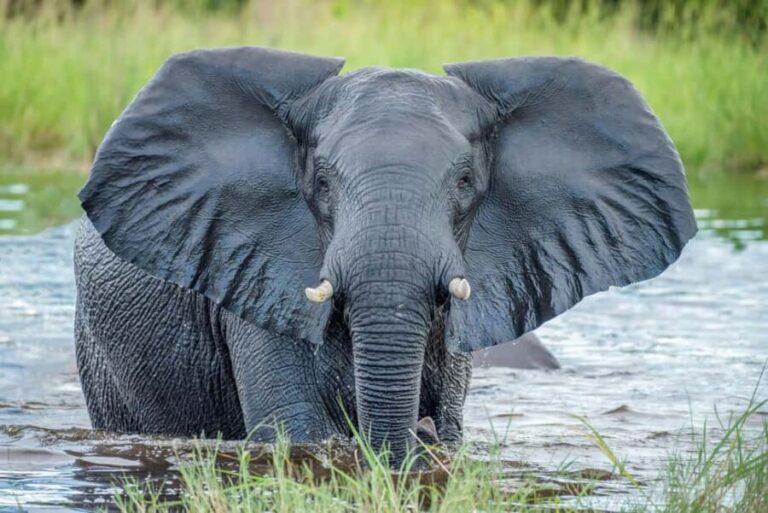 Kruger National Park: 4-Day Glamping Budget Safari - The Sum Up