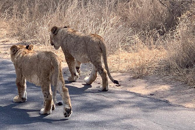 Kruger National Park Full Day Big 5 Safari Tour From Hazyview - The Itinerary—What to Expect