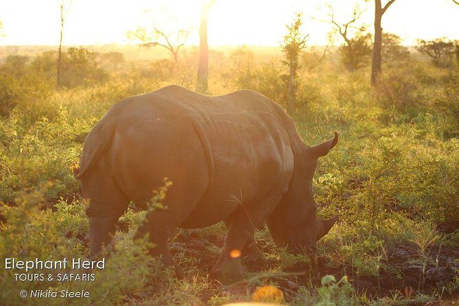 Kruger National Park Full-Day Safari from Hazyview - The Challenges and Considerations