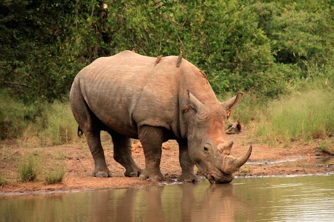 Kruger National Park Full Day Safari Tour - Why This Tour Offers Great Value