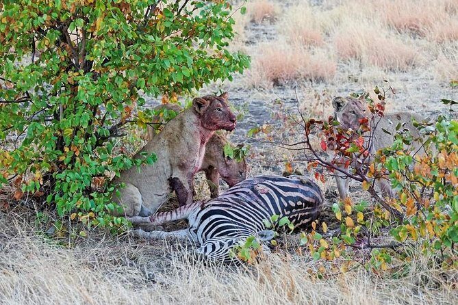 Kruger National Park Full Day Tour Minimum 2people - Highlights from Guest Reviews