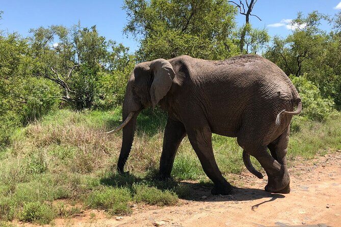 Kruger National Park Full-Day Tour - Why This Tour Offers Great Value
