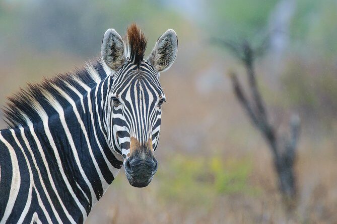 Kruger National Park l Private Afternoon Safari from Hazyview - The Sum Up: Is It Worth It?