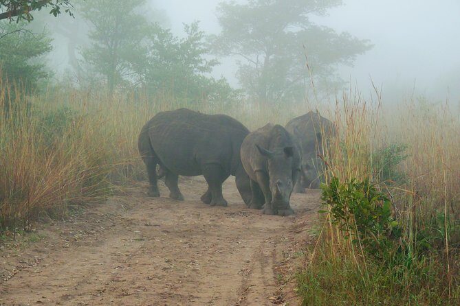 Kruger National Park Morning Game Drive from Hazyview - Final Thoughts: Is It Worth It?