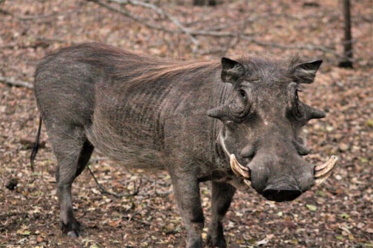 Kruger National Park Morning Safari - Why This Tour Is Worth Considering