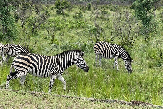 Kruger National Park & Panorama Route From Johannesburg 3 Days & 2 Nights - Who Will Enjoy This Tour?