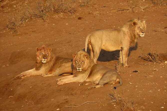 Kruger National Park - Private Sunrise Half day Safari trip. - Itinerary Breakdown: What to Expect