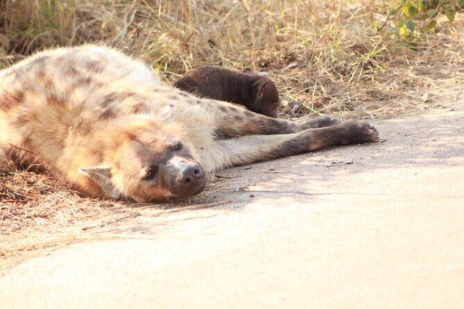 Kruger National Park, Safari Game Drive. - The Logistics and Value