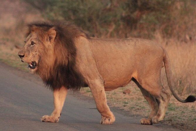 Kruger National Park Sunrise Half-Day Safari Tour - The Authenticity and Customer Feedback