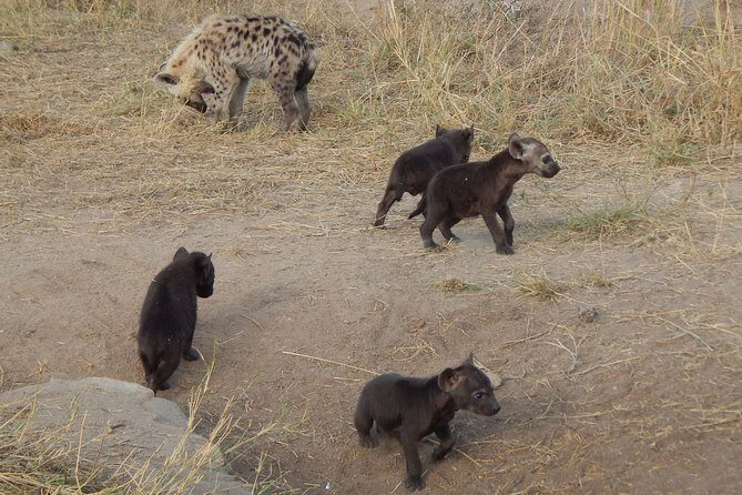 Kruger National Park - Sunset Safari trip. - The Drive and Game Viewing