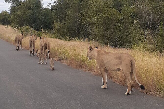 Kruger national park tour 4-days/3nights(Open safari truck) - The Experience and Why It Works
