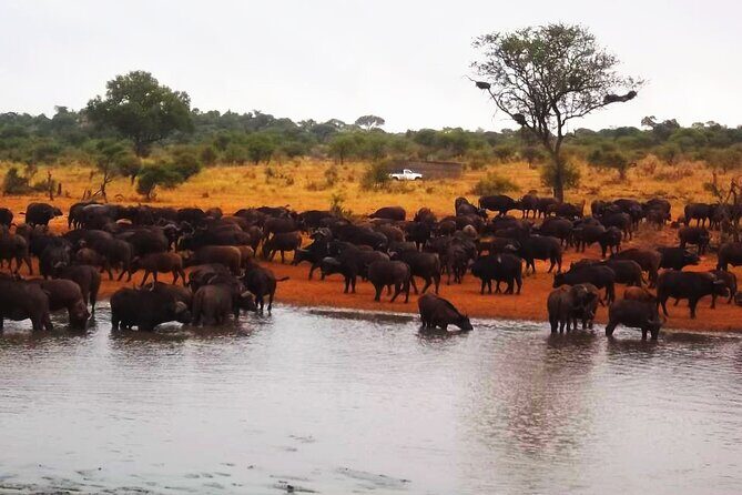 Kruger national park tour-4days/3 nights - Introducing the Kruger National Park 4-Day Tour