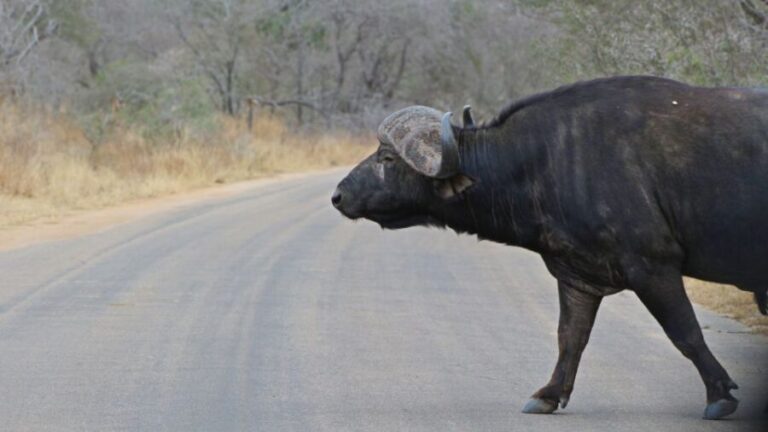 Kruger National Park: Village Tour & Halfday Kruger Safari - Final Thoughts