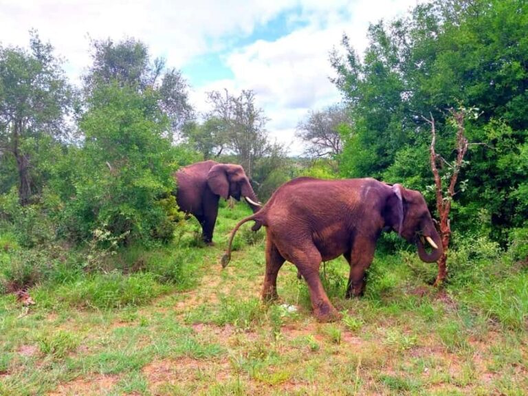 Kruger Park Full Day Guided Safari - Who Is This Tour Best For?