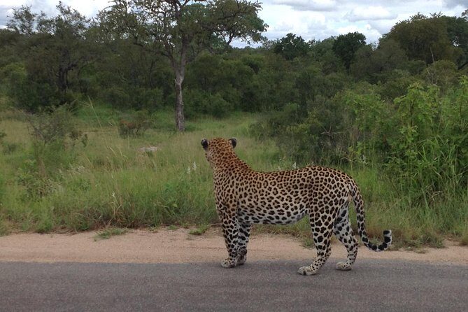 Kruger Park Safari: Guided Day Tour from Nelspruit - What Sets This Tour Apart?