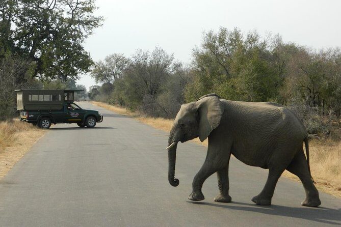 Kruger Park Safari - Half Day Game Drive from Hazyview - The Practical Side: Costs, logistics, and considerations
