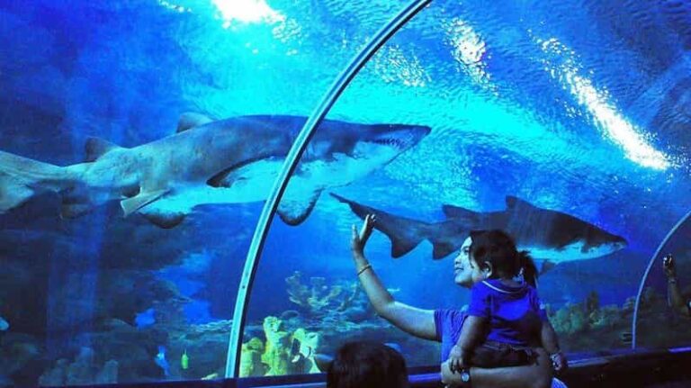 Kuala Lumpur: Aquaria KLCC Entry Ticket - What Do Visitors Say?
