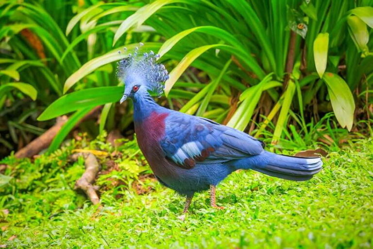 Kuala Lumpur: Bird Park Day Ticket & 1-Way Transfer - Who Should Consider This Tour?