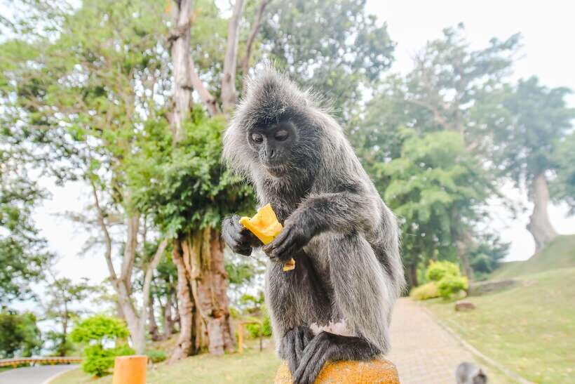 Kuala Lumpur: City Sights, Batu Caves and Fireflies Day Trip - Exploring the Itinerary: What You Can Expect