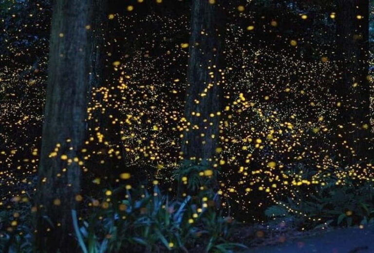 Kuala Lumpur: Fireflies Tour with Dinner and Hotel Pickup - Exploring the Itinerary in Detail