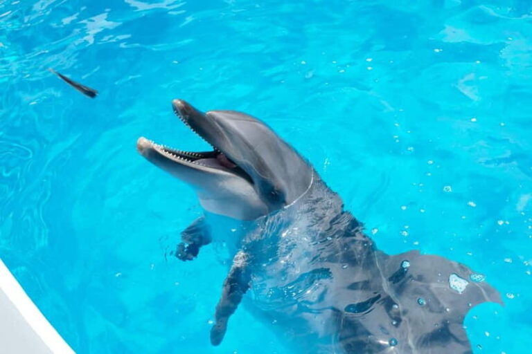 Kujukushima: Aquarium Umikirara Admission Ticket - What to Expect at Kujukushima’s Umikirara Aquarium