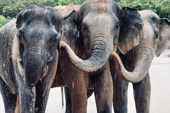 Kulen Elephant Forest and Tonle Sap Lake by Private Tour - Final Thoughts