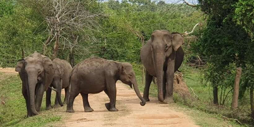 Kumana National Park : Full Day Safari (05:00 am - 06:00 pm) - What Makes This Tour Stand Out?