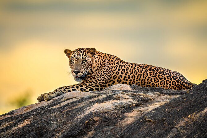 Kumana National Park Half Day Jeep Safari - Practical Tips for Your Safari Adventure