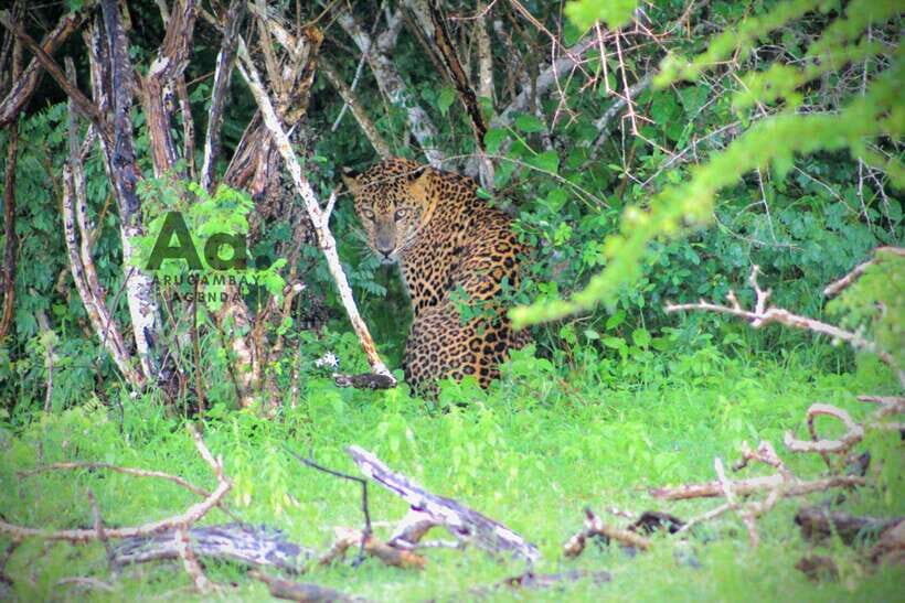 Kumana National Park : Private Half-Day Jeep Safari - In-Depth Look at the Safari Experience