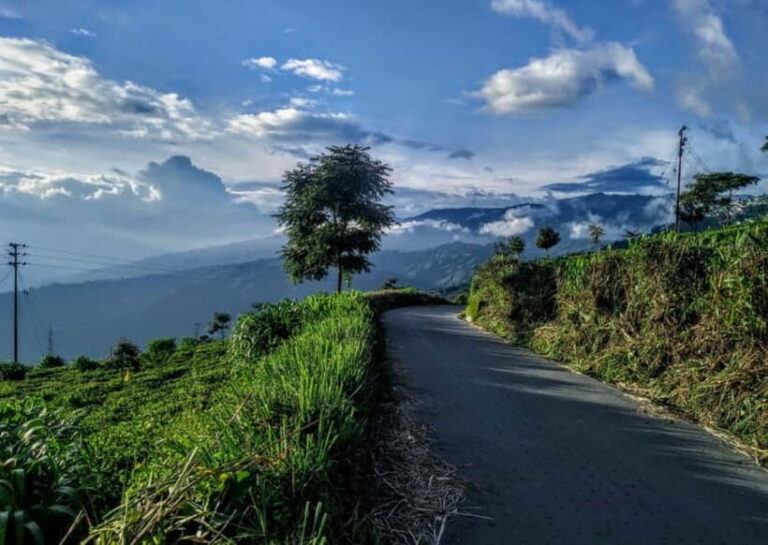 Kurseong: White Orchid Trail Hike with Hotel Pickup - What’s Included and What to Expect