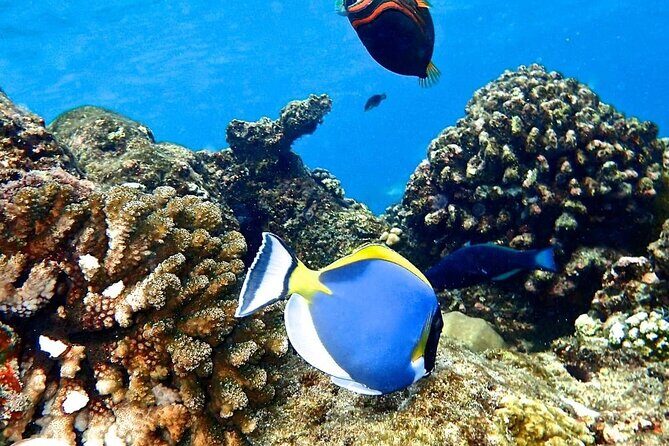 Kuza Cave Tour, Blue Lagoon, Starfish Adventure, The Rock Restaurant, Paje Beach - Who Should Consider This Tour?