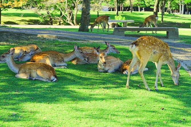 Kyoto and Nara UNESCO Highlights Full-day Tour From Osaka - Real Traveler Experiences and Insights