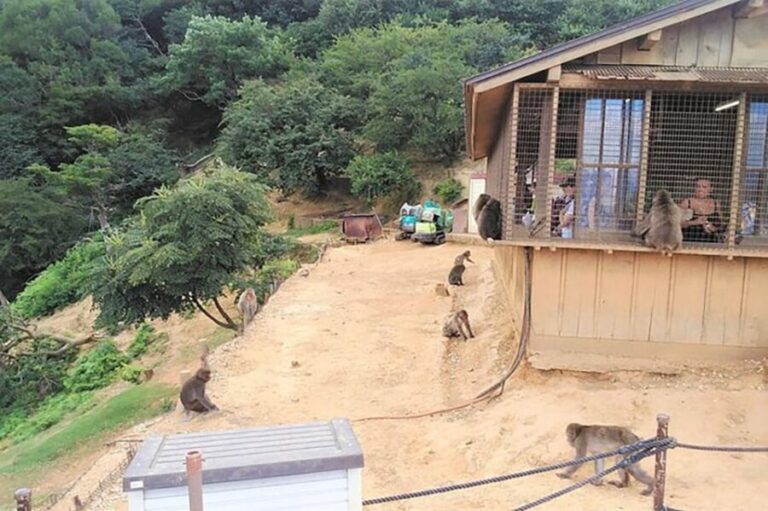 Kyoto Arashiyama & Golden Pavilion One-Day Walking Tour - An In-Depth Look at the Tour Experience