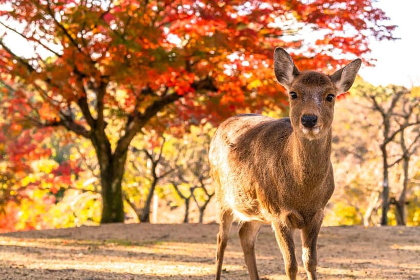 Kyoto/Osaka: Kinkakuji, Bamboo Forest, and Nara Deer Park - The Value and Practicalities
