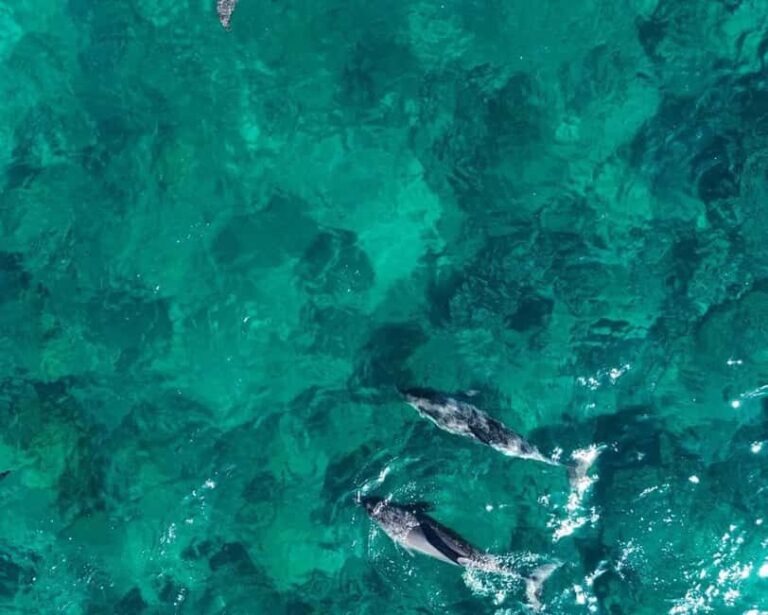 La Preneuse: Dolphin Watching and Snorkeling Speedboat Tour - The Itinerary Breakdown