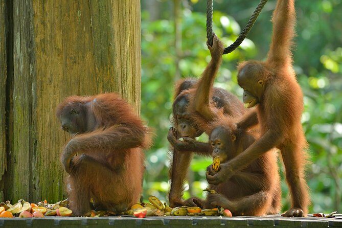Labuk Proboscis, Sepilok, Sun Bear, Sandakan City Tour & Lunch - Detailed Breakdown of the Experience