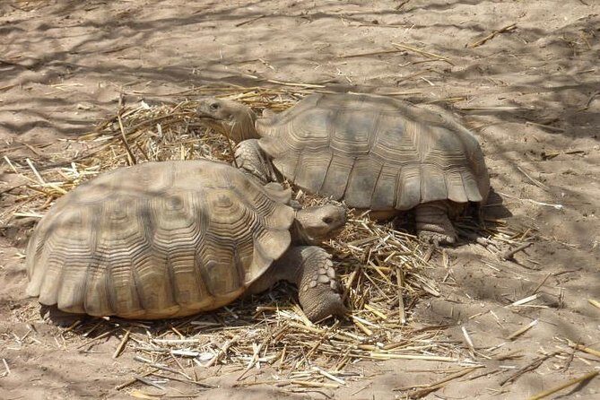 Lac Rose and Noflaye Tortoise Park - Analyzing the Value and Practicalities